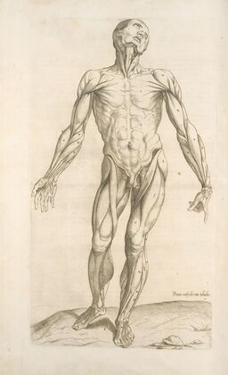 Prima musculorum tabula. [Shows human muscles]