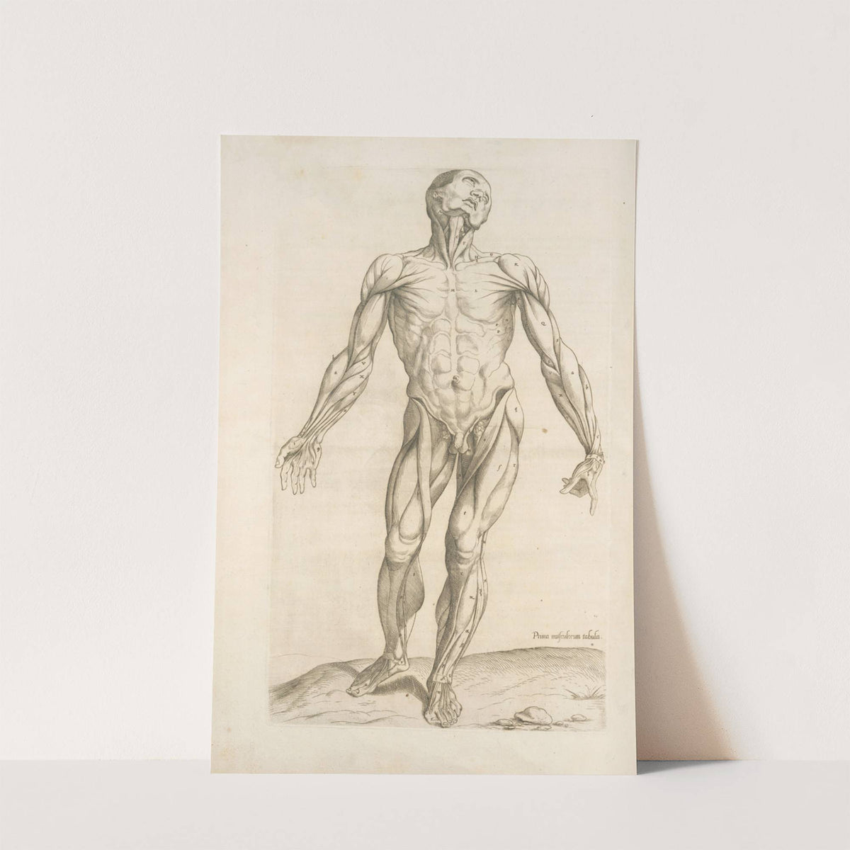 Prima musculorum tabula. [Shows human muscles] by Thomas Geminus