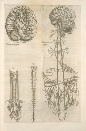 Prima neruorum figura — Secunda neruorum figura. [Brain and cranial nerves]