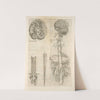 Prima neruorum figura - Secunda neruorum figura. [Brain and cranial nerves] by Thomas Geminus