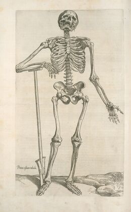 Prima ossium tabula [Human skeleton leaning on a spade]