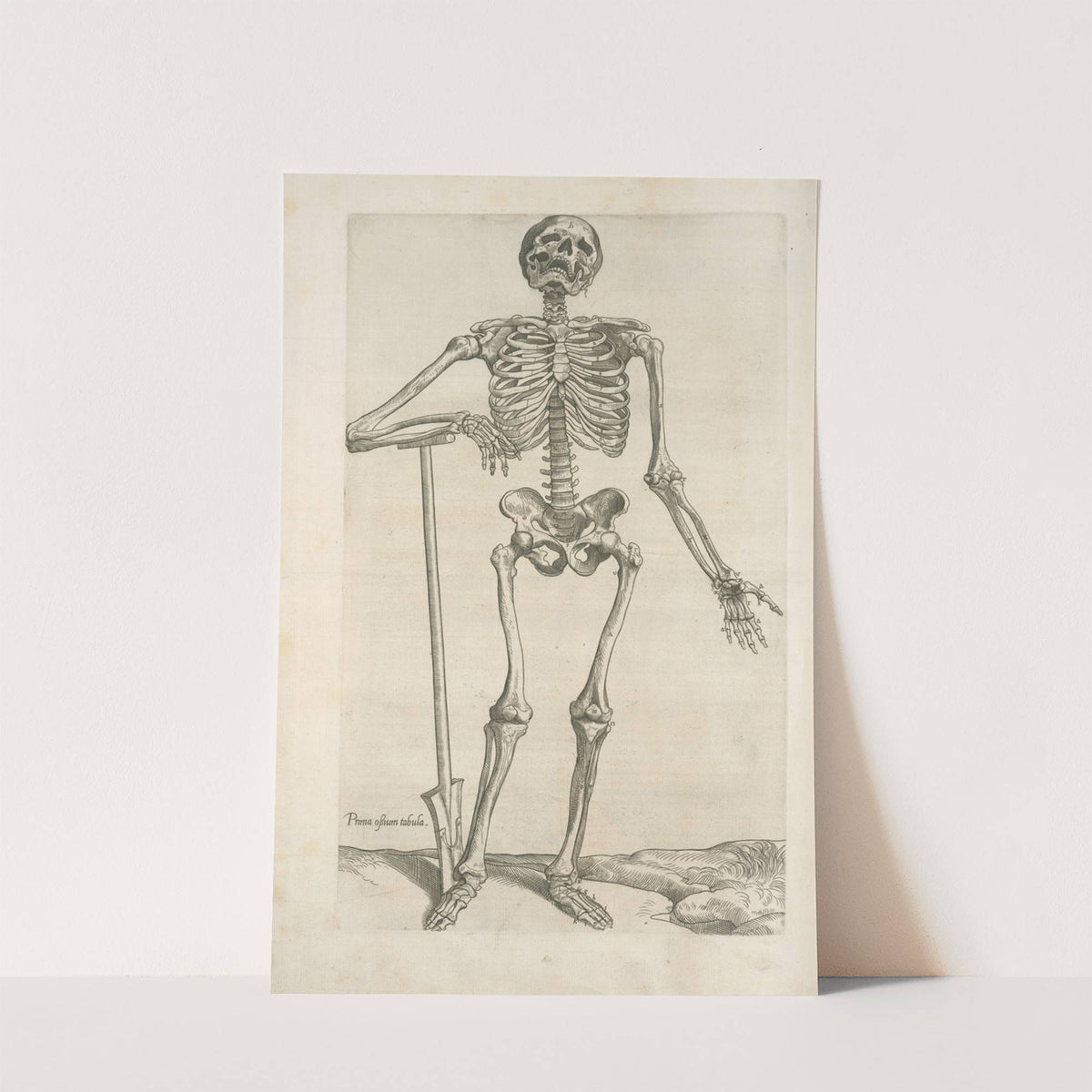 Prima ossium tabula [Human skeleton leaning on a spade] by Thomas Geminus