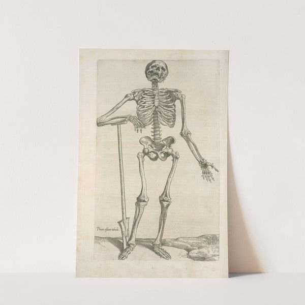 Prima ossium tabula [Human skeleton leaning on a spade] by Thomas Geminus