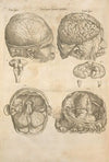 Prima pagina figurarum capitalium [Human brain]