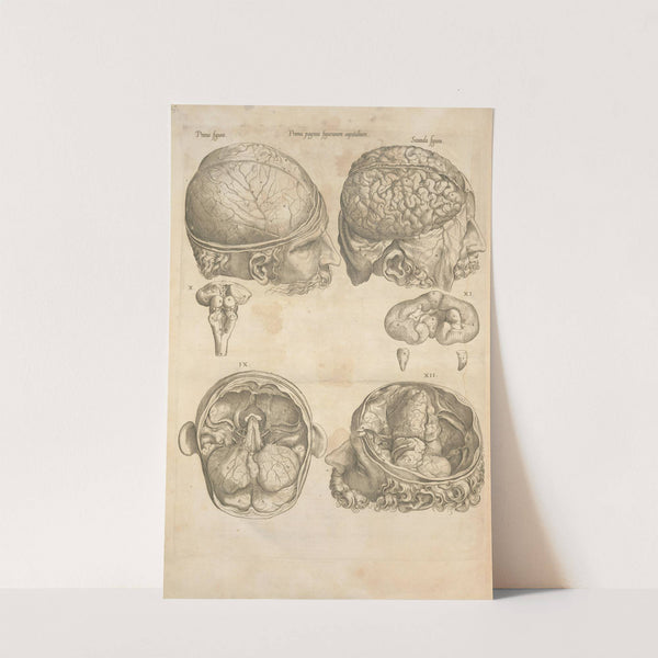 Prima pagina figurarum capitalium [Human brain] by Thomas Geminus