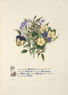 Primrose, Grow-toe,Jessamine. White-pink, Pansy and Violet