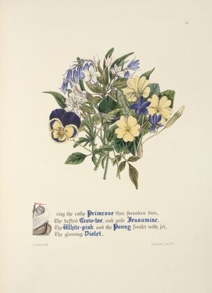 Primrose, Grow-toe,Jessamine. White-pink, Pansy and Violet