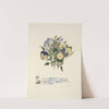 Primrose, Grow-toe,Jessamine. White-pink, Pansy and Violet by Jane Elizabeth Giraud