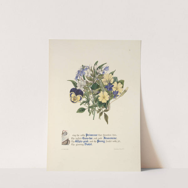 Primrose, Grow-toe,Jessamine. White-pink, Pansy and Violet by Jane Elizabeth Giraud