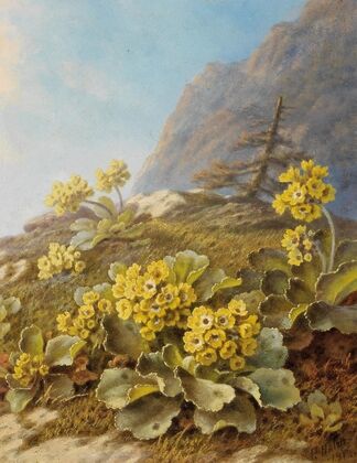 ‘Primula auricula’, Cowslips