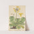 Primula Palinuri by William Jackson Hooker