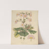 Primula sinensis by William Jackson Hooker