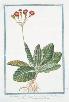 Primula varis hortensis, flore rubro, umbellato – Fior di Primavera – Primavere