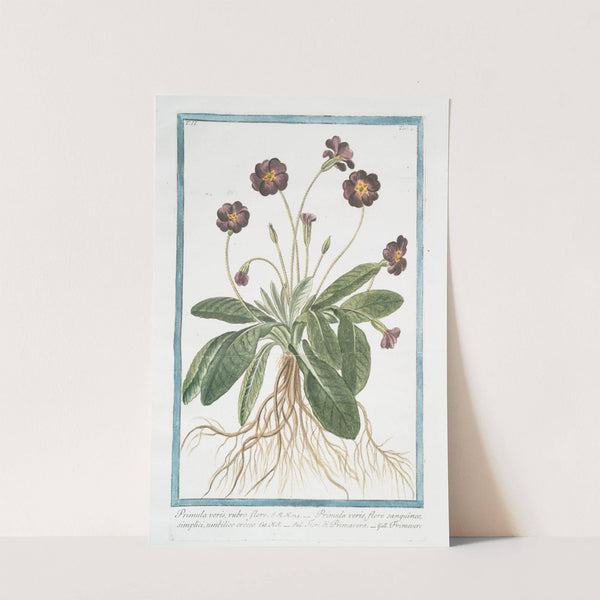 Primula varis, rubro fiore - Primula veris, flore sanguineo, simplici, umbilico croceo - Fiori di Primavera - Primevere by Giorgio Bonelli