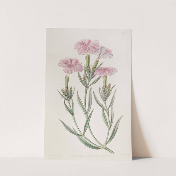 Prince Bisignano&#039;s Tree Pink by Sydenham Edwards