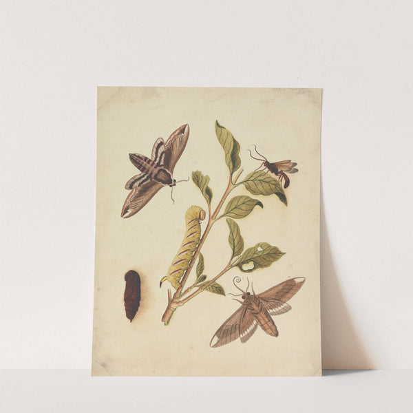 Privet Hawk Moths and Callajoppa Exaltatoria by Eleazar Albin