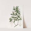 Privet-leaved Jasmine by Sydenham Edwards