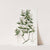 Privet-leaved Jasmine by Sydenham Edwards