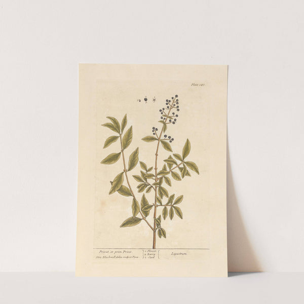 Privet, or prim print by Elizabeth Blackwell
