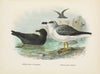 Procellaria fuliginosa and Procellaria lessoni