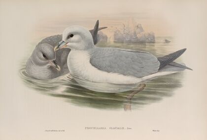 Procellaria glacialis. Fulmar. (1862-1873)