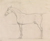 Profile of a Horse Facing Left
