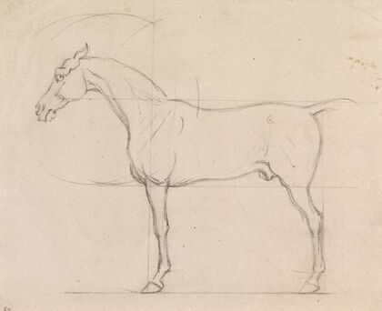 Profile of a Horse Facing Left