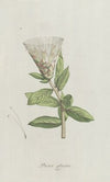 Protea