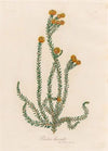 Protea hirsuta (1818-1824)
