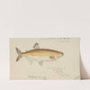 Prototroctes maraena (Tas) : Australian grayling (1867) by Frank Edward Clarke
