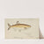Prototroctes maraena (Tas) : Australian grayling (1867) by Frank Edward Clarke