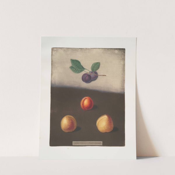 Prune, Common and White damson, and the White imperatrice plums. (1812) by George Brookshaw