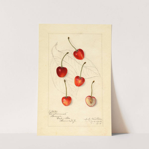 Prunus avium: Centennial by Amanda Almira Newton