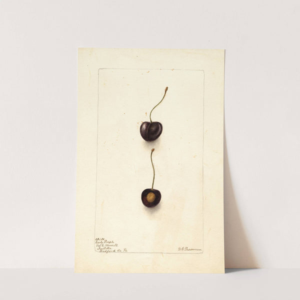 Prunus avium: Early Purple by Deborah Griscom Passmore