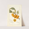 Prunus avium: Golden Beauty by Deborah Griscom Passmore
