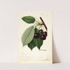 Prunus avium: Hoke by William Henry Prestele