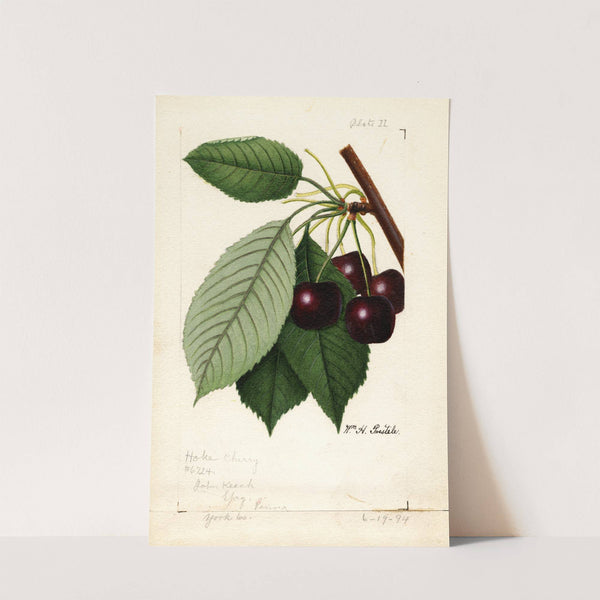 Prunus avium: Hoke by William Henry Prestele