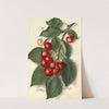 Prunus avium: Ida (1911) by Ellen Isham Schutt