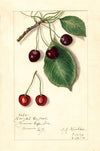Prunus avium: Knight Early Red