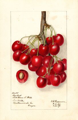 Prunus avium: Lambert