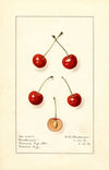 Prunus avium: Northwest