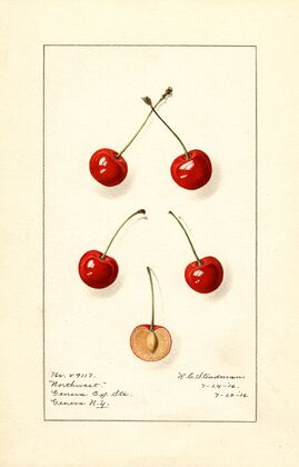 Prunus avium: Northwest