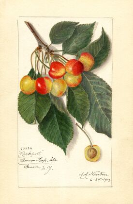 Prunus avium: Rockport — size preview