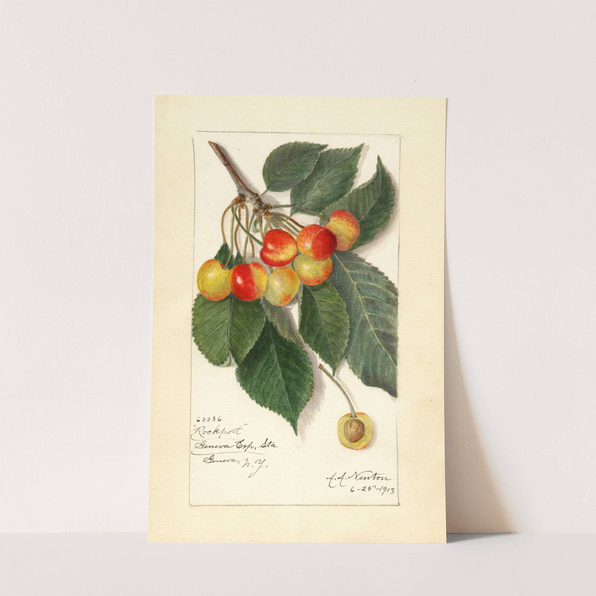Prunus avium: Rockport by Amanda Almira Newton