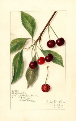 Prunus avium: Roditelsky