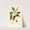 Prunus avium: Roditelsky by Amanda Almira Newton