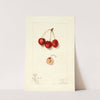 Prunus avium: Roe by Mary Daisy Arnold