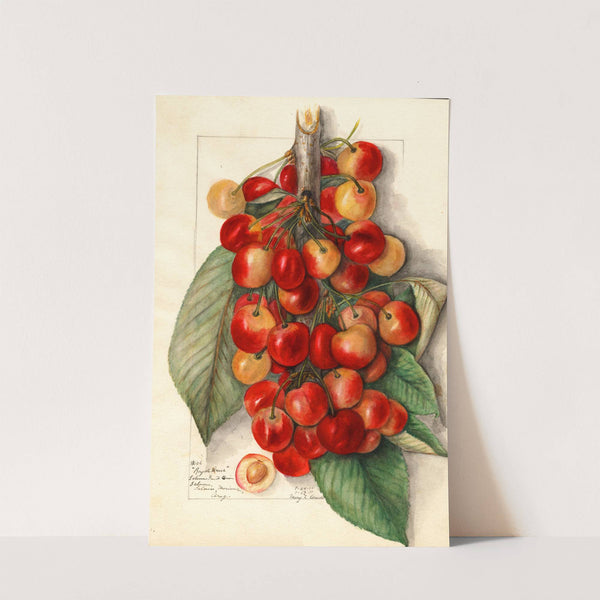 Prunus avium: Royal Anne by Mary Daisy Arnold