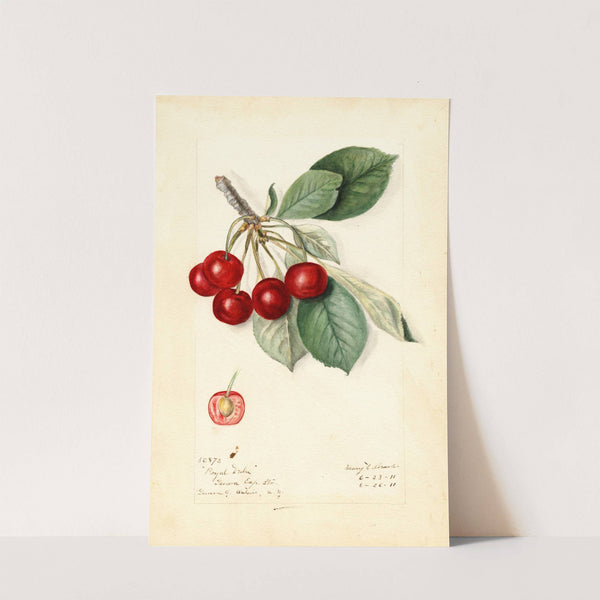 Prunus avium: Royal Duke by Mary Daisy Arnold