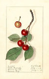 Prunus avium: Spate Amarelle